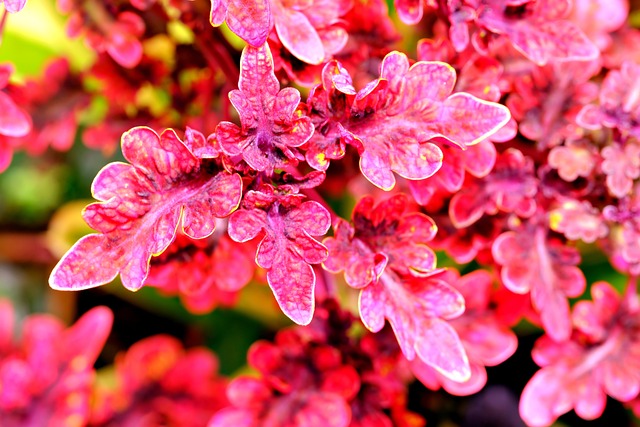 bright pink coleus