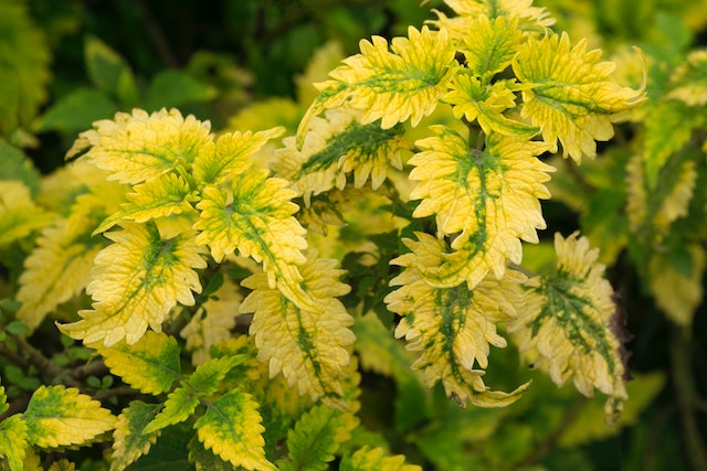 a green and yellow colues with spikey edges