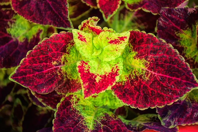 a close up of a red and green coleus