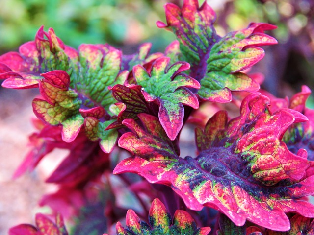 a close up of a rainbow colored coleus