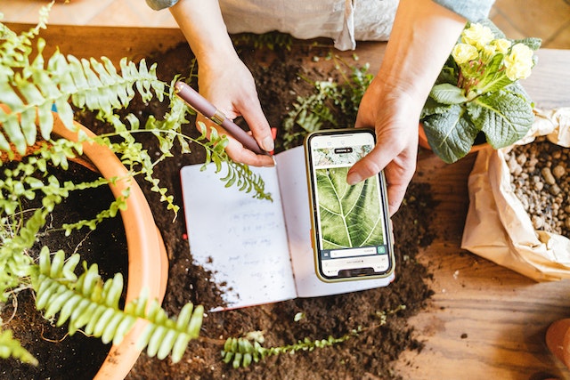 a fern on the left side, woman holding phone with green plant image on display over a table with soil