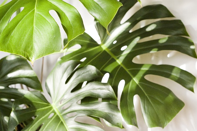 big monstera leaves with light shining on them