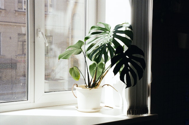 a monstera plant in a sunlit window sil