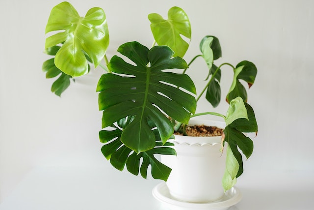 a monstera plant in a white pot