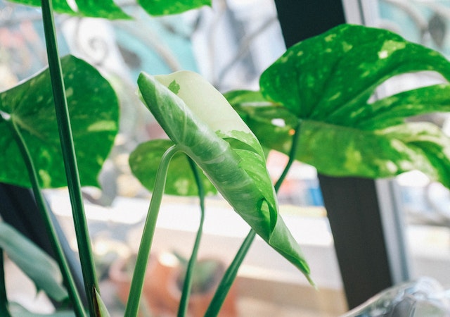 monstera variegata plant from behind with a new leaf in the foreground