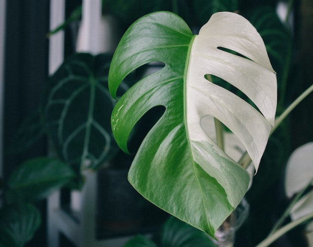 variegated monstera leaf with a third of it white