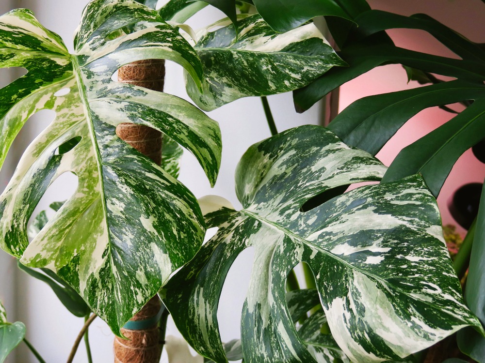 two big variegated monstera leaves