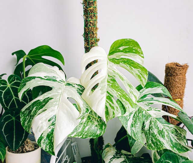 three monstera deliciosa albo variegata plants climbing on moss poles